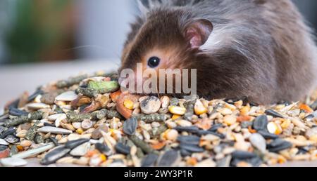 Funny fluffy Syrian hamster sits on a handful of seeds and eats and stuffs his cheeks with stocks. Food for a pet rodent, vitamins. Close-up Stock Photo
