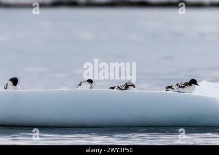 Close-up of four Cape Petrels - Daption capense- resting on an iceberg near Danco Island, on the Antarctic Peninsula Stock Photo