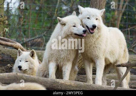 Pack of three Arctic Wolfs (Canis lupus arctos) also called Polar Wolf or White Wolf Stock Photo