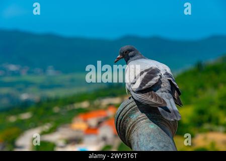 pigeon on a cannon at sokol fortress in Croatia Stock Photo