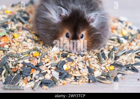 Funny fluffy Syrian hamster sits on a handful of seeds and eats and stuffs his cheeks with stocks. Food for a pet rodent, vitamins. Close-up Stock Photo
