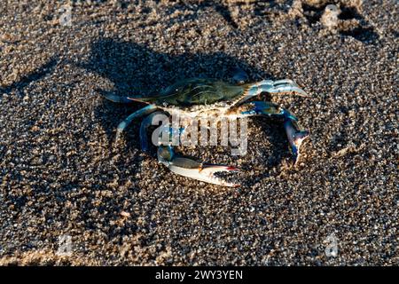 A crab is laying on the sand. The crab is blue and white Stock Photo