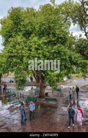 People unser tree, Student centre, Panjab University, Chandigarh, India Stock Photo