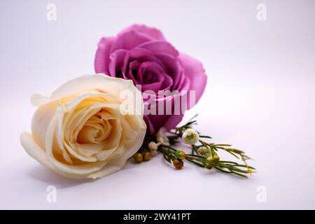 Two roses placed together on a white background Stock Photo