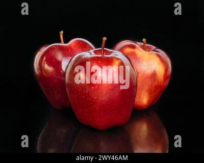 Three Red Delicious (Red Chief)  apples on a black background with reflection Stock Photo