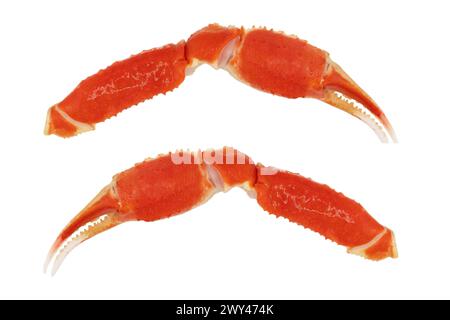 Cooked Peruvian Southern King crab leg isolated on a white background. Crab claws isolated on white background Stock Photo