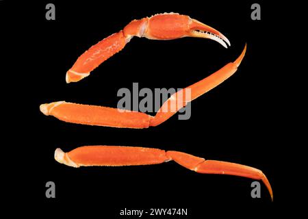 Cooked Peruvian Southern King crab leg isolated on a black background. Crab claws isolated on black background Stock Photo