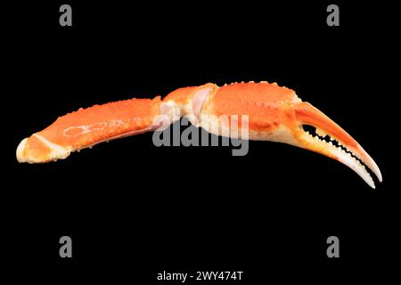 Cooked Peruvian Southern King crab leg isolated on a black background. Crab claws isolated on black background Stock Photo