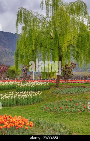 Indira Gandhi Memorial Tulip garden, Srinagar, Kashmir, India Stock Photo