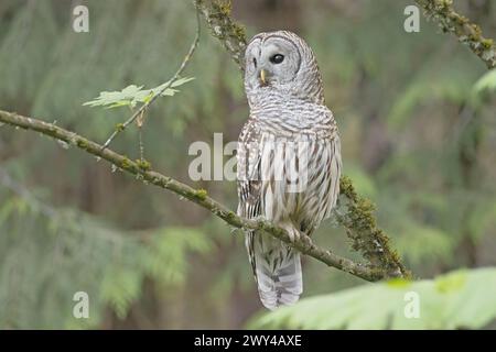 A male barred owl perches on a mossy branch, craning his neck to look at something only his owl eyes can see Stock Photo