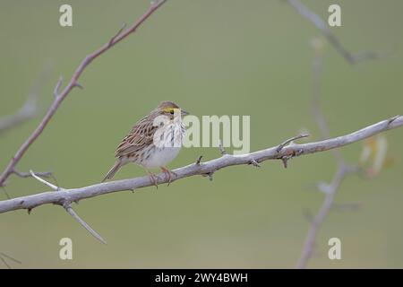 A Savannah Sparrow (Passerculus sandwichensis) sits on a branch looking to the right of the frame Stock Photo