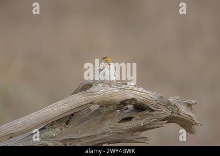 A savannah sparrow (Passerculus sandwichensis) sits on driftwood, its feathers flowing in the wind in British Columbia, Canada Stock Photo