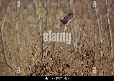 Kestrel landing on a small tree. County Durham, England, UK. Stock Photo