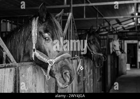 black and white, three horses in a stable head portrait Stock Photo
