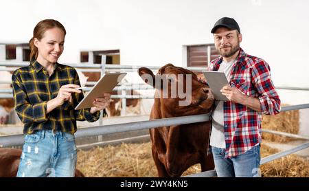 A couple of farmers working on a livestock farm check the health of animals using a digital tablet and wireless smart technology. Stock Photo