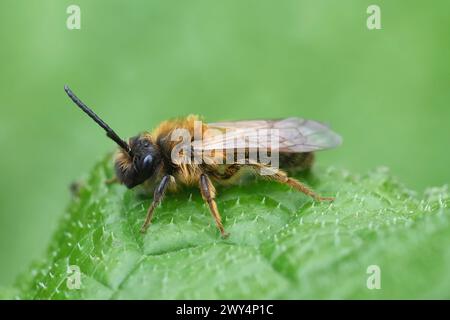 Detailed closeup on a male Chocolate mining bee, Andrena scotica sitting in green vegetation Stock Photo