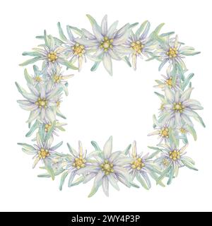 Square Wreath Of Edelweiss Flowers. Hand Drawn Watercolor Frame Clipart 