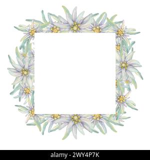 Square Wreath Of Edelweiss Flowers. Hand Drawn Watercolor Frame Clipart 