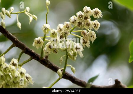 Creamy white racemes of blossom on branches of Australian  Blue Quandong tree, Elaeocarpus angustifolius. Queensland rainforest. Wet after rain. Stock Photo