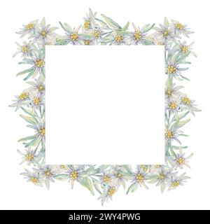 Square Wreath Of Edelweiss Flowers. Hand Drawn Watercolor Frame Clipart 