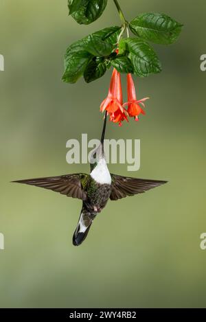 Collared Inca (Coeligena torquata) feeding on tropical flower, Ecuador - stock photo Stock Photo