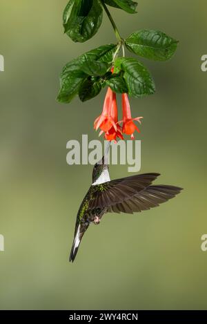 Collared Inca (Coeligena torquata) feeding on tropical flower, Ecuador - stock photo Stock Photo