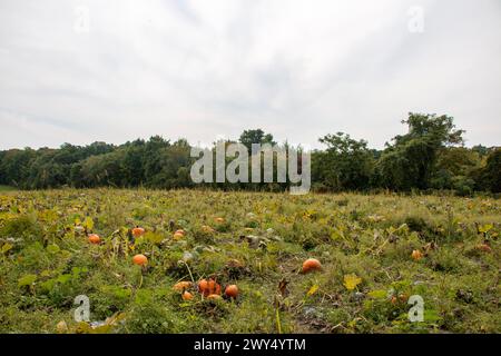 The pumpkins growing on the ground with trees in the background. Stock Photo