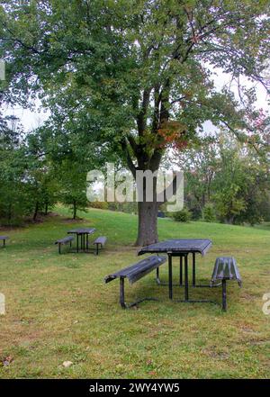 An empty picnic table sits under a tree in a park. Stock Photo