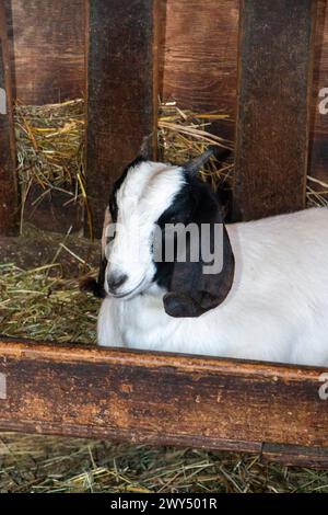 A goat resting on hay in a pen. Stock Photo