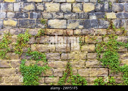 Old brick wall with green ivy plant growing on it. Natural background Stock Photo