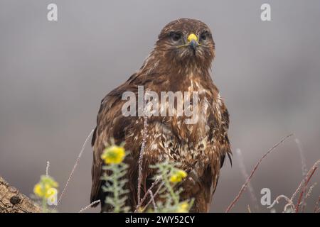 Beautiful close-up portrait of a buzzard looking straight ahead with bright plumage and a tree trunk and out-of-focus vegetation in the foreground Stock Photo