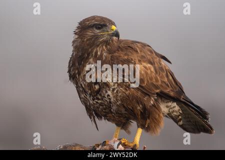 Beautiful close-up portrait of a buzzard specimen looking laterally with its claws perched on a tree trunk holding the bones and meat of its prey Stock Photo