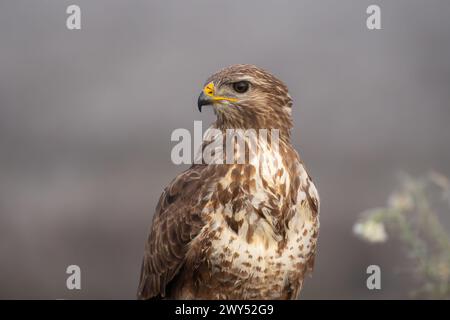 Beautiful close-up portrait of a buzzard specimen looking sideways with its bright plumage and great definition in its eyes on a densely foggy day Stock Photo