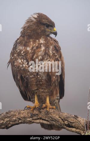 Beautiful very close full body portrait of a bird looking laterally perched on a tree trunk on a dense foggy day in Spain, Europe Stock Photo