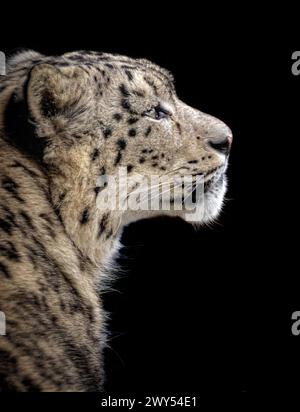 A stunning snow leopard profile CHESTER ZOO, ENGLAND AMAZING images show Chester Zoo's first ever snow leopard acclimatising to his new home on the fi Stock Photo