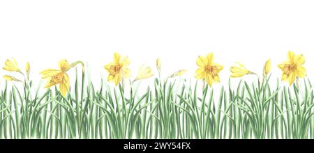 Yellow daffodils in grass nature landscape, seamless border. Spring flowers, horizontal banner. Hand drawn watercolor illustration garden plants. Temp Stock Photo