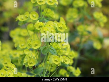 A close up of Euphorbia amygdaloides var. robbiae Stock Photo