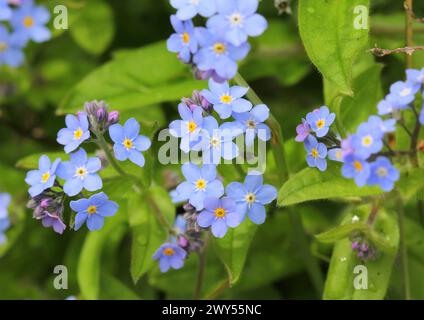 A close up of Forget-me-nots in Spring Stock Photo