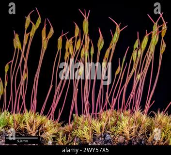 Red beard-moss (Bryoerythrophyllum recurvirostrum) with prominent sporophytes having immature spore capsules. Stock Photo