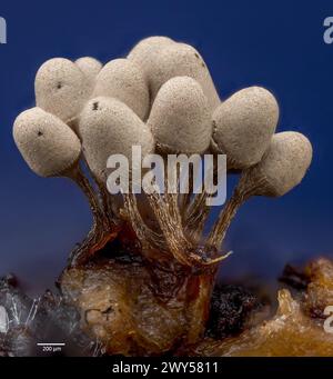 Group of slime mould sporocarps (fruiting bodies)  from Arcyria sp. (possibly A, cinerea). From bark culture collected from south-western Norway. Stock Photo