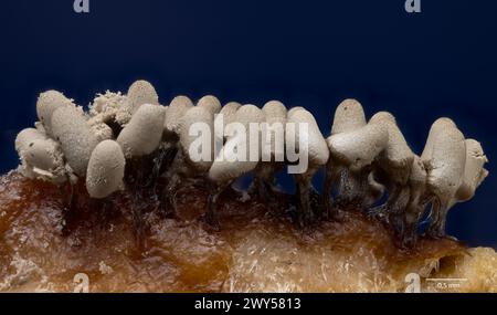 Dense growth of slime mould sporocarps (fruiting bodies)  from Arcyria sp. (possibly A, cinerea). From bark culture collected from south-western Norwa Stock Photo