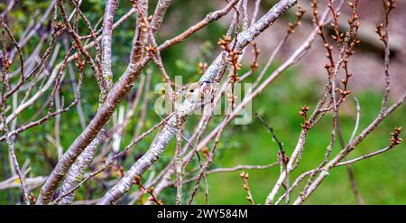Dundee, Tayside, Scotland, UK. 4th Apr, 2024. UK Weather: Cold and bright spring weather exhibits a beautiful Goldfinch bird perched on a garden apple tree in Dundee, Scotland. Credit: Dundee Photographics/Alamy Live News Stock Photo