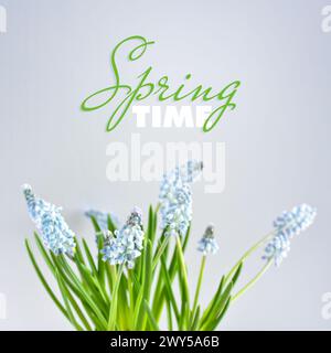 Light blue muscari flowers on a light pastel background. Soft focus Stock Photo