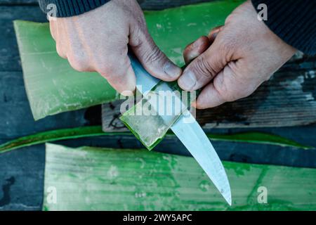 a man extracts the gel of an aloe vera leaf using a knife at a rusti table in an organic farm Stock Photo