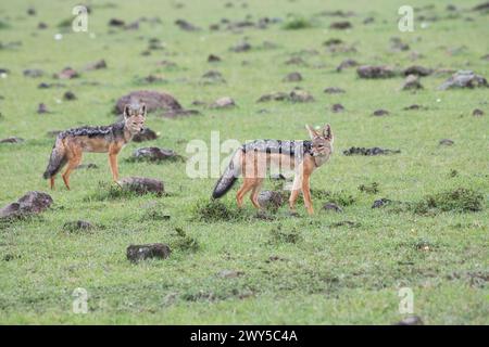 A pair of black-backed jackals (Canis mesomelus), also known as the silver-backed jackal Stock Photo