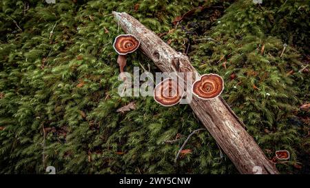 Wild mushrooms growing on a stick of wood Stock Photo