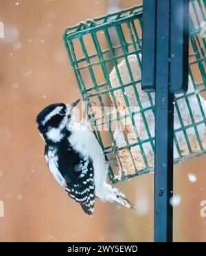 Female downy woodpecker eating suet while perched on the backyard feeder on a snowy spring day in Taylors Falls, Minnesota USA. Stock Photo