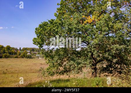 Green crown oak on a hill in autumn Stock Photo