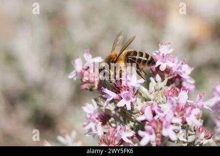 Bee Apis mellifera during nectar collection on thyme (Thymus vulgaris) flowers in the Sierra de Mariola natural park of Alcoy, Spain Stock Photo