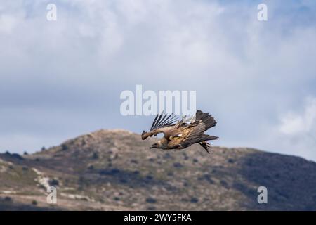 Griffon vulture, Gyps fulvus, flapping its wings during flight over the ...